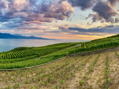 45 acres Full of Silence